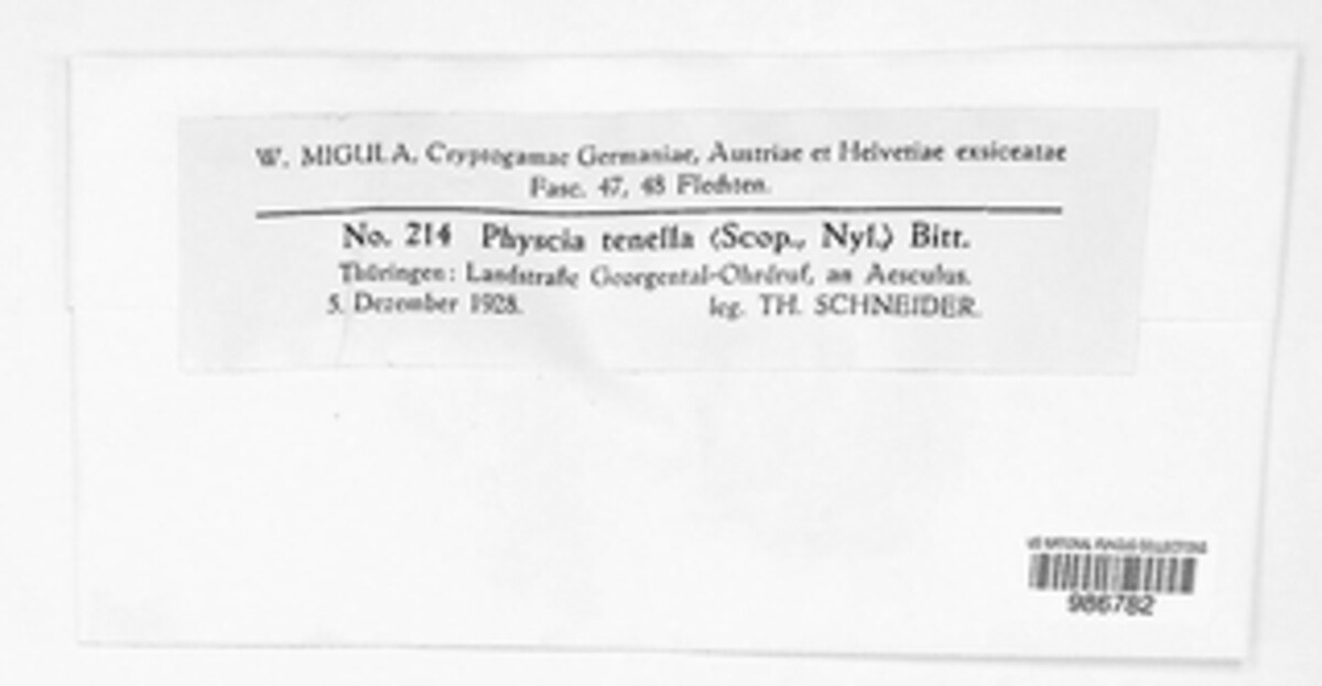 Physcia tenella image